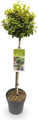 Imagen del producto de Planta trepadora de color dorado-verde para árboles, ideal para decorar terrazas. Maceta de 19 cm. Hojas de color amarillo y verde