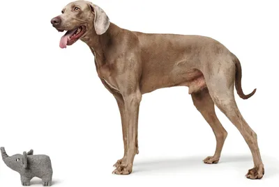 Immagine prodotto di Giocattolo per cani Hunter Eiby elefante, dimensioni: 19 cm