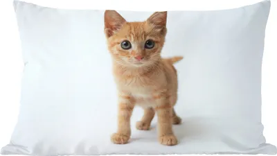Produktbild von MuchoWow® Zierkissen Sofakissen Wohnzimmer Dekokissen 60x40 cm Katze - Rot - Kätzchen - Mädchen - Kinder - Kinder - Kind - Kopfkissen - Polster mit Foto