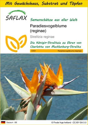 Produktbild von SAFLAX Anzucht Set - Paradiesvogelblume (reginae) - Strelitzia reginae - 5 Samen - Mit Mini-Gewächshaus, Anzuchtsubstrat und 2 Töpfen