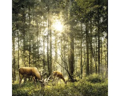 Produktbild von Glasbild Deers in the forest 50x50 cm