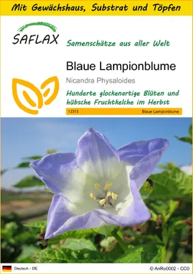 Produktbild von SAFLAX Anzucht Set - Blaue Lampionblume - Nicandra Physaloides - 100 Samen - Mit Mini-Gewächshaus, Anzuchtsubstrat und 2 Töpfen