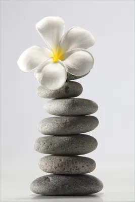 Produktbild von Wallario selbstklebendes Poster - Blume auf gestapelten Steinen, Größe: 100 x 150 cm
