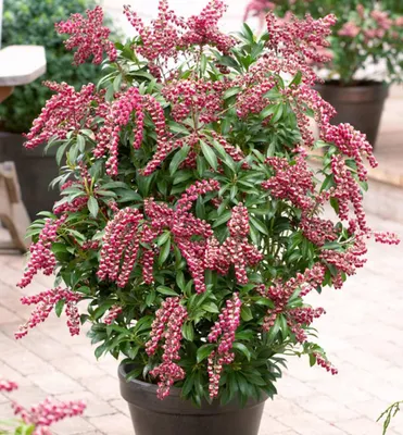 Produktbild von Schattenglöckchen ´PASSION´ 15-20 cm, Cont. 2 l
