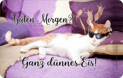Image de Chat - Plateau de petit-déjeuner - Bonjour ?