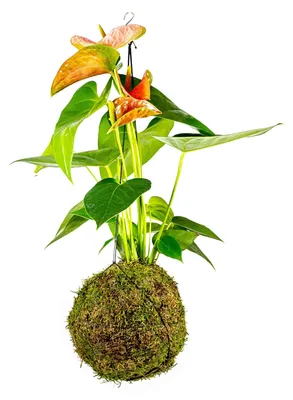 Obrázek produktu pro Gardners Kokedama Anthurium andraeanum oranžová (L)