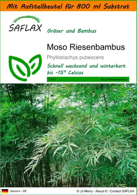 Produktbild von SAFLAX Garden in the bag - Moso Riesenbambus - Phyllostachys pubescens - 20 Samen - Mit Anzuchtsubstrat im praktischen, selbst aufstellenden Beutel