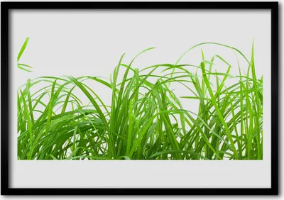 Produktbild von Bild 100x70 MDF-Rahmen Wandkunst Gras Natur Pflanze