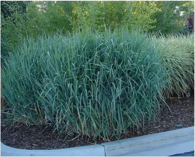 Produktbild von Stauden Gänge 3 x Panicum virgatum 'Dallas Blues' im 1 Liter Topf - Blaue Rutenhirse - Kühle Blautöne für stilvolle Beete - Winterhart - Mehrjährig