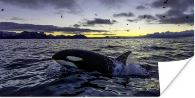 Produktbild von MuchoWow® Poster Orca bei Sonnenaufgang 40x20 cm - Poster für die Wand - Poster Schlafzimmer