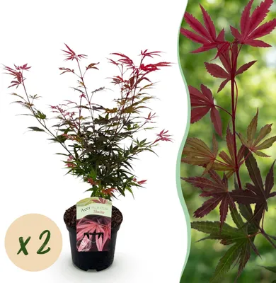 Image de Plante de terrasse - Erable Japonais - Acer palmatum Shaina - Rouge - 2 Plantes - Feuilles caduques - 60-70cm - Ø25cm - Plante de jardin