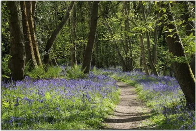 Produktbild von Wallario Outdoor-Poster für Garten oder Balkon, Motiv Wiese voller blauer Hasenglöckchen im Wald, in ca. 61 x 91,50 cm
