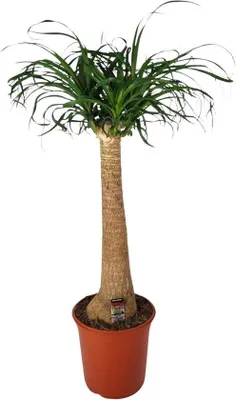 Produktbild von Famanu Beaucarnea Nolina - Ø24cm - 95cm