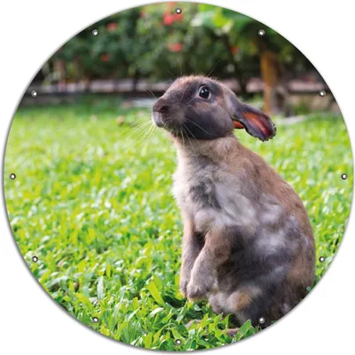 Produktbild von Wallario rundes Outdoor-Poster für Garten oder Balkon, Motiv Kaninchen im Garten mit süßem Blick, 120 cm Durchmesser