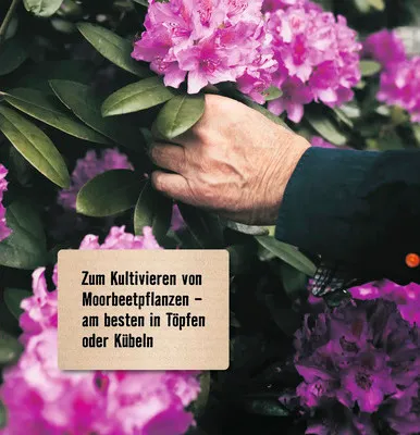 Produktbild von Rhododendronerde & Azaleenerde FloraSelf Select 40 L, auch für Heidelbeere & Cranberry