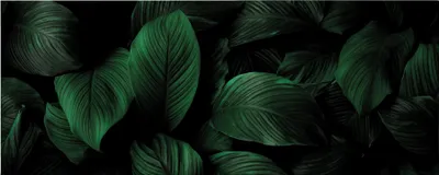 Produktbild von Leinwandbild Botanical Dschungel 40 x 100 cm - Wandbild Grün Schwarz - Keilrahmen Pflanzen Wohnzimmerdeko Wanddeko Wandgemälde