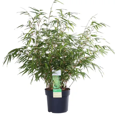 Image de Hoogeveen Fargesia Rufa - 60 cm, Ø19 cm
