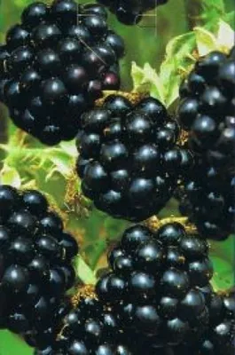 Produktbild von Rubus fruticosus Black Satin - Brombeere Black Satin