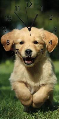 Produktbild von Wallario Design Wanduhr Süßer Hund - Golden Retriever aus Echtglas, Größe 30 x 60 cm