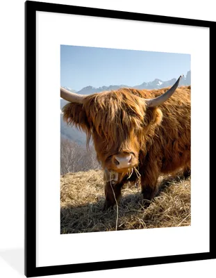 Produktbild von MuchoWow® Gerahmtes Poster Schottischer Highlander - Berg - Schnee 60x80 cm - Poster mit Schwarzem Bilderrahmen Wandposter Rahmen Foto Bilder - Wohnzimmer - Dekorationen - Prämie