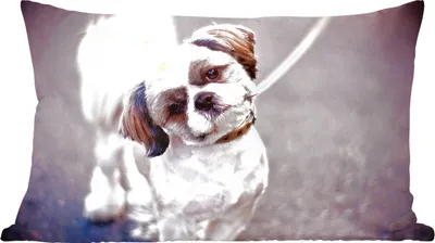 Produktbild von MuchoWow® Zierkissen Sofakissen Wohnzimmer Dekokissen 50x30 cm Ein süßer Shih Tzu Hund - Wohnzimmerdekoration - Polster mit Photo