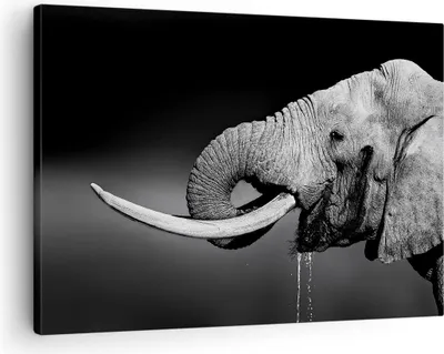 Produktbild von Bild auf Leinwand - Leinwandbild - Elefant Stoßzahn Natur - 70x50cm - Wand Bild - Wanddeko - Leinwanddruck - Bilder - Kunstdruck - Wanddekoration - Leinwand bilder - Wandkunst - AA70x50-3443