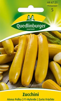 Produktbild von Zuccini 'Atena Polka F1' Quedlinburger Gemüsesamen
