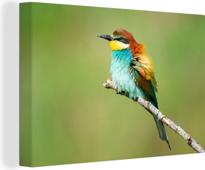 Produktbild von OneMillionCanvasses® - Leinwandbilder - 140x90 cm, Vogel - Tiere - Bienenfresser, Wandbilder Kunstdruck Wanddekoration - Foto auf Leinwand - Gemälde auf Holzrahmen