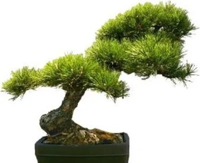 Produktbild von Pflanzensamen, Bonsai - Goldkiefer