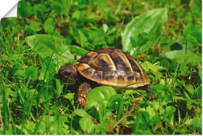 Produktbild von ARTland Poster Griechische Landschildkröten Baby Größe: 90x60 cm