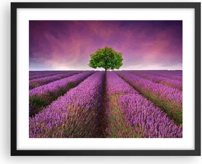 Produktbild von Gerahmtes Poster - Schwarzer Rahmen - Wiese lavenda Sommer Landschaft - 50x40 cm - Wand Bild - Wanddeko - Wandbilder - Wandposter - Bilderrahmen - Bilder - Kunstdruck - Wandbild - P2BAA50x40-2605