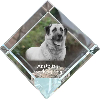 Immagine prodotto di Art-Dog Fermacarte – Cane da pastore dell'Anatolia