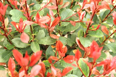 Produktbild von Photinia red robin Glanzmispel 60-80 cm schnell wachsende Heckenpflanze