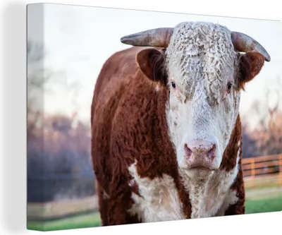 Produktbild von OneMillionCanvasses® - Leinwandbilder - 150x100 cm, Ein braun-weißer Stier, Wandbilder Kunstdruck Wanddekoration