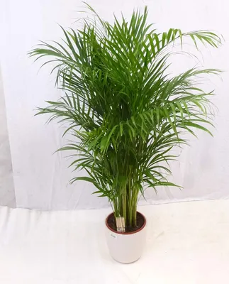 Produktbild von [Palmenlager] Goldfruchtpalme 150 cm - Areca Palme mit dichtem XL Wuchs - Topf 24 cm Ø // Zimmerpflanze Zimmerpalme //