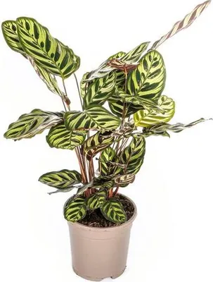 Immagine prodotto di Calathea Makoyana "Peacock" – Maranta a cesto – Pianta da appartamento Ø 17 cm – Altezza circa 40-50 cm – Foglie decorative con la parte inferiore rossa