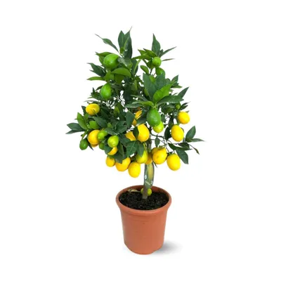 Image de Limequat - agrume méditerranéen - arbre fruitier - ↕ 75-85 cm - ⌀ 22 cm