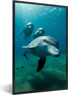 Produktbild von MuchoWow® MuchoWow® Gerahmtes Poster Wasser - Delphin - Blau 60x90 cm - Poster mit zchwarzem Bilderrahmen - Kunst