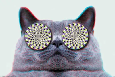 Image de Chats - Poster - Yeux + 1 Ü-Poster 61x91,5cm