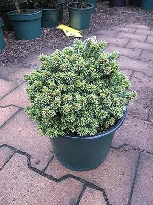 Produktbild von Silberballfichte Ami - Picea abies Ami 15-20cm