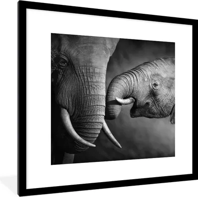 Produktbild von MuchoWow® Gerahmtes Poster Wildtiere - Elefant - Schwarz - Weiß - Porträt 40x40 cm - Poster mit Schwarzem Bilderrahmen Wandposter Rahmen Foto Bilder - Poster - Plakat im Rahmen