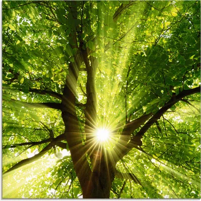 Produktbild von ARTland Glasbild Sonne strahlt explosiv durch den Baum Größe: 40x40 cm