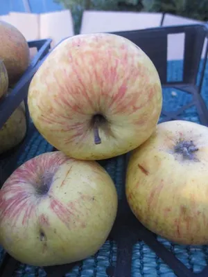 Produktbild von Sommerapfel Charlamowsky - Malus domestica - 140-150cm