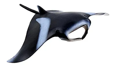 Image de Manta
