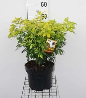 Zdjęcie produktu dla Choisya tern. 'Lich'® ('sundance'®/'brica') - Orangenblume 30- 40 cm Pojemnik