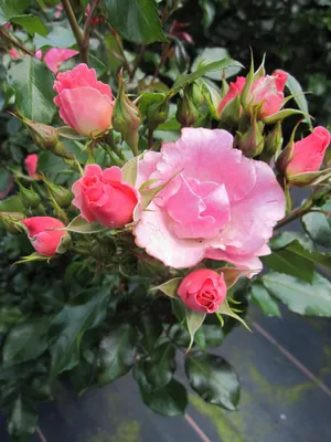 Produktbild von Rosa Roselina ® - Beetrose Roselina ® - Kordes Rose - Kollektion Nektar Garten ®
