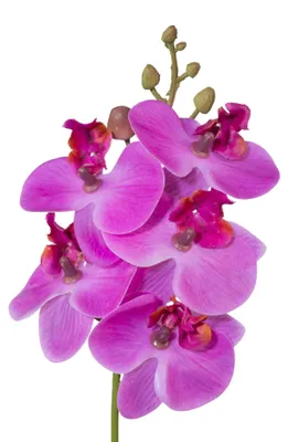 Produktbild von Kunstblume Phalaenopsis, Orchideenzweig 27cm. Real Touch. LILA