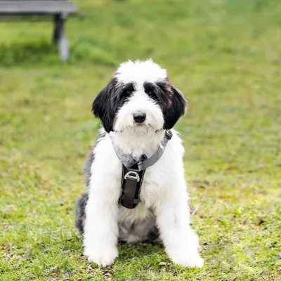 Produktbild von Navaris Hundegeschirr für Camping und Wandern - Geschirr für Hunde -  Anti Zug Brustgeschirr verstellbar - mehr Sichtbarkeit - Harness mit Taschen