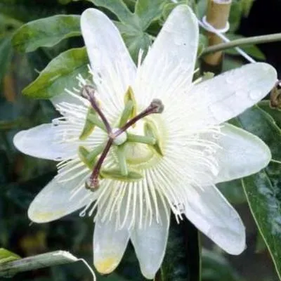 Zdjęcie produktu dla Passiflora caer. 'Constance Elliot' - Passionflower 'Constance Elliot' 50-60 cm | doniczka