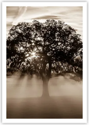 Produktbild von Poster - Poster ohne Rahmen - Baum Feld Natur - 70x100 cm - Wand Bild - Wanddeko - Wandbilder - Kunstposter - Wandposter - Bilder - Kunstdruck - Wanddekoration - Wandbild - P2XPA70x100-3811